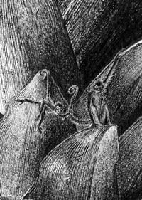 Image 5 of Rainforest Rewild Super Size Prints!