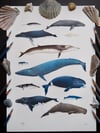Whale Chart Poster Extra Heavyweight Recycled Matte A3 Fine Art Print