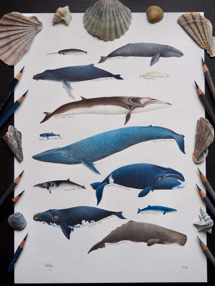 Image of Whale Chart Poster Extra Heavyweight Recycled Matte A3 Fine Art Print