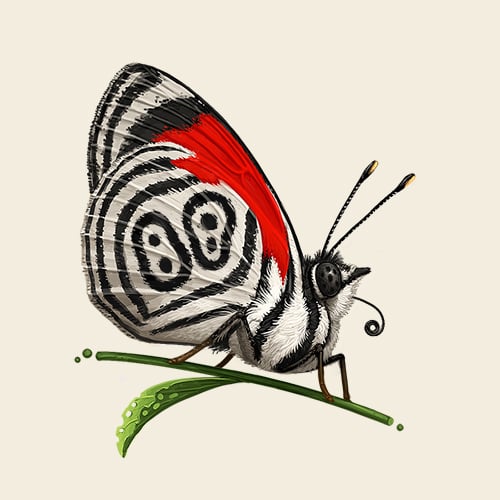 Image of Anna's Eighty-Eight Butterfly