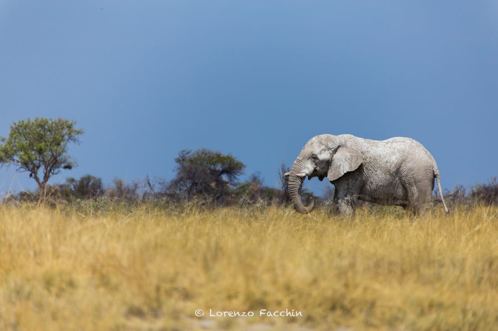 Image of White Elephant