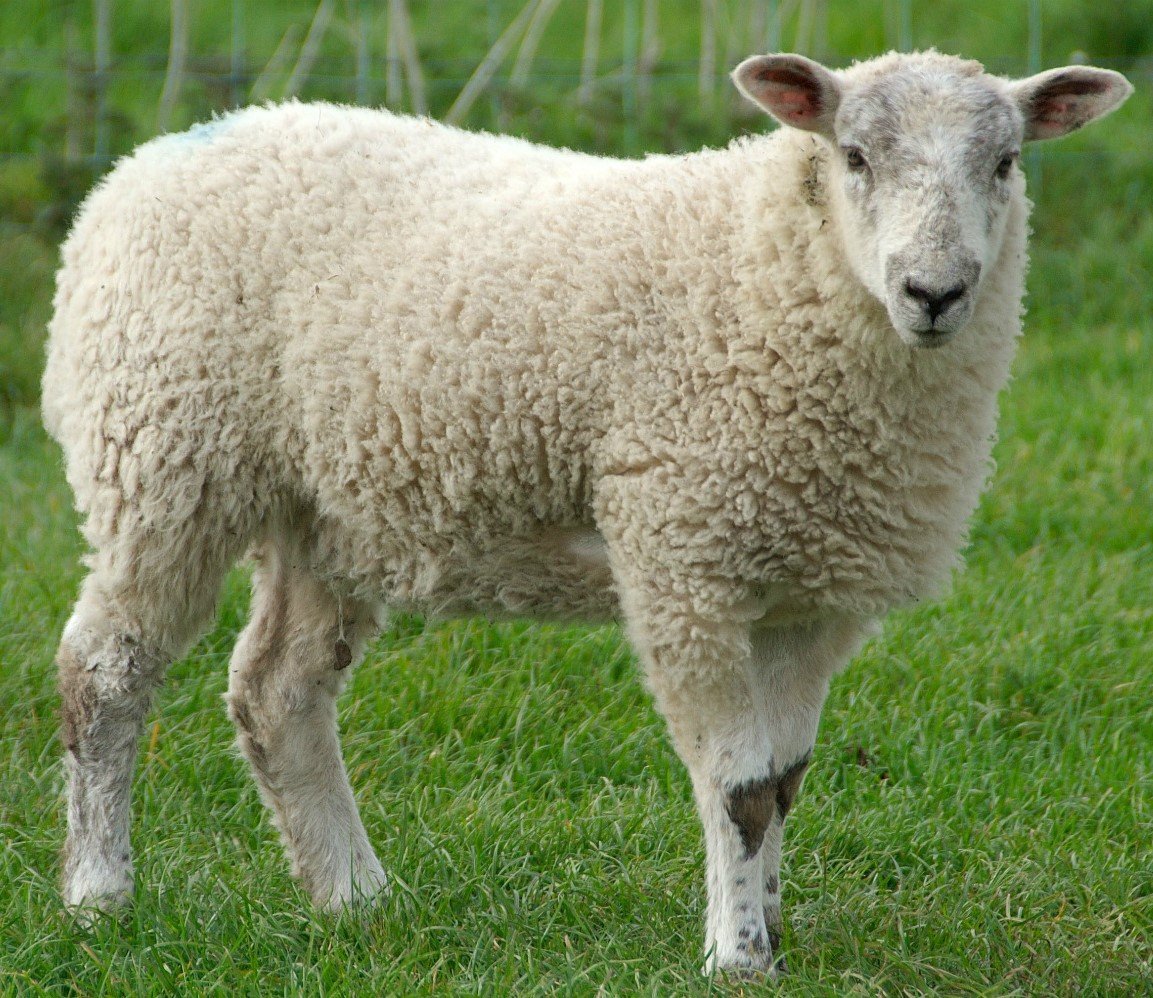 Image of Sheep