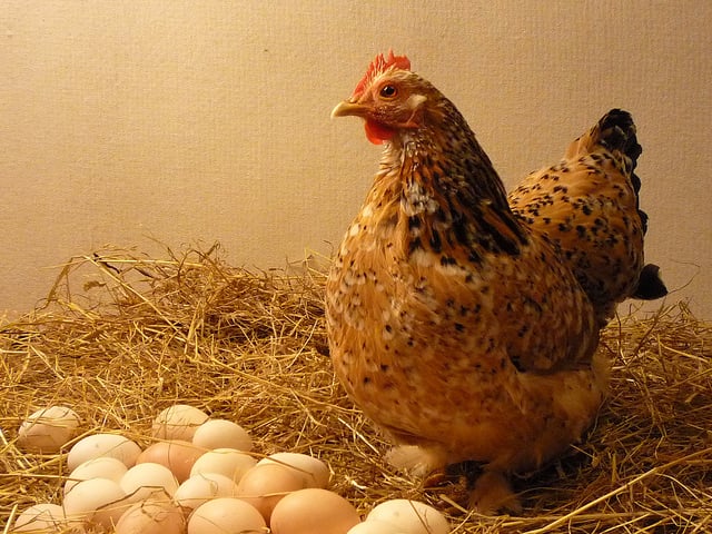 Image of Chicken and 12 eggs combo