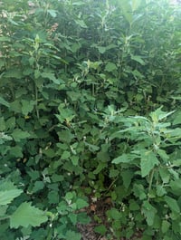 From Field to Pantry- Lambsquarter 