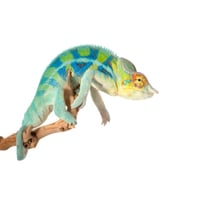 Ambanja Panther Chameleon