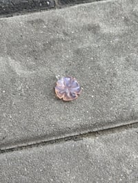 transparent pink clover