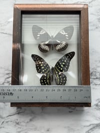 Image 5 of Framed Butterflies 