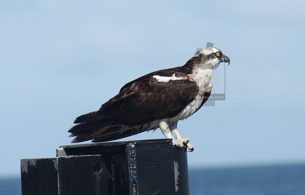 Image of Perched Osprey