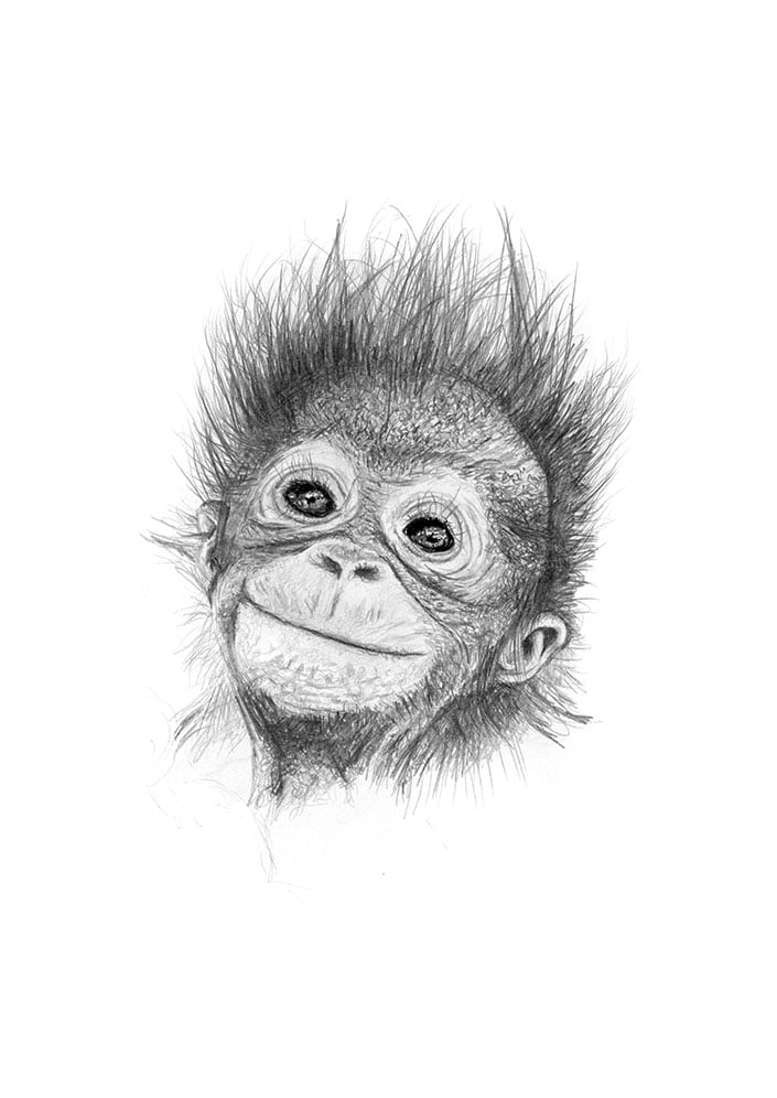 Baby Orangutan CJP art Baby Orangutan CJP art