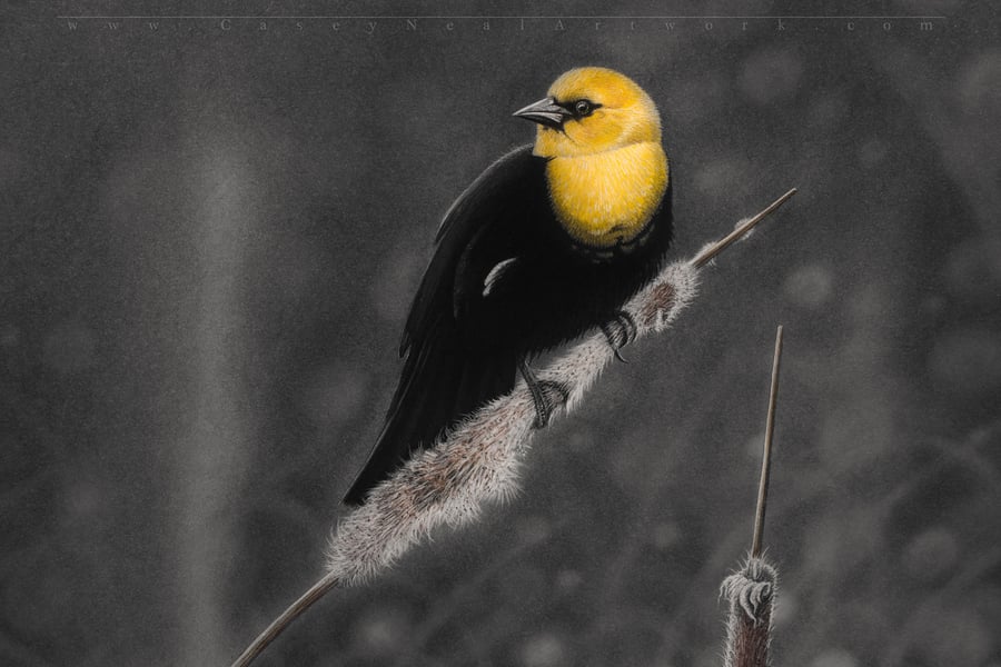 Image of Yellow-Headed Blackbird