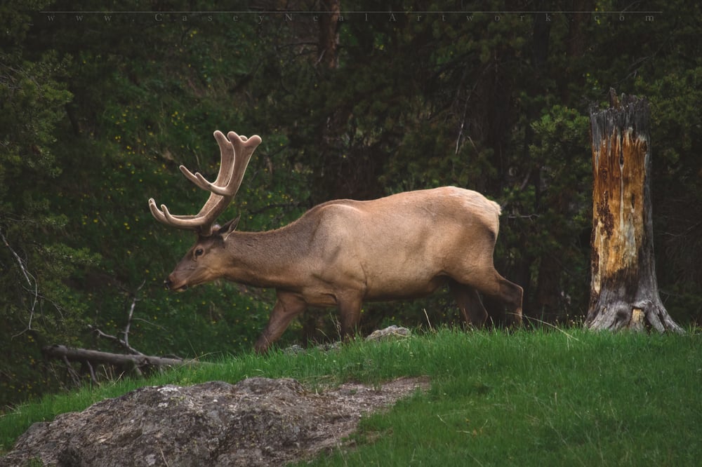 Image of Bull Elk