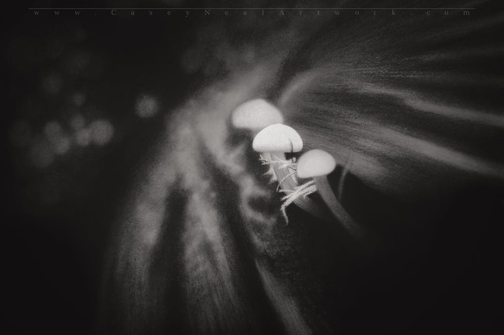 Image of Forest Mushrooms