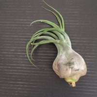 Image 1 of Tillandsia seleriana