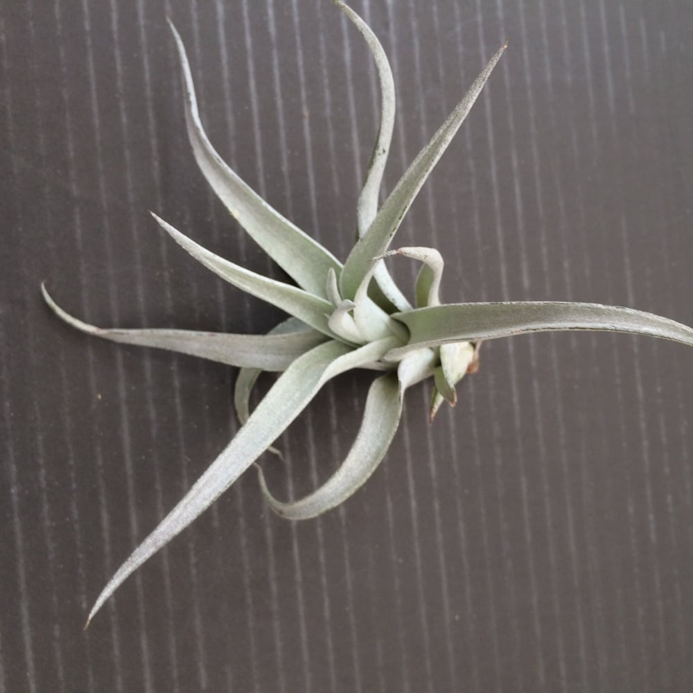 Image of Tillandsia harrisii