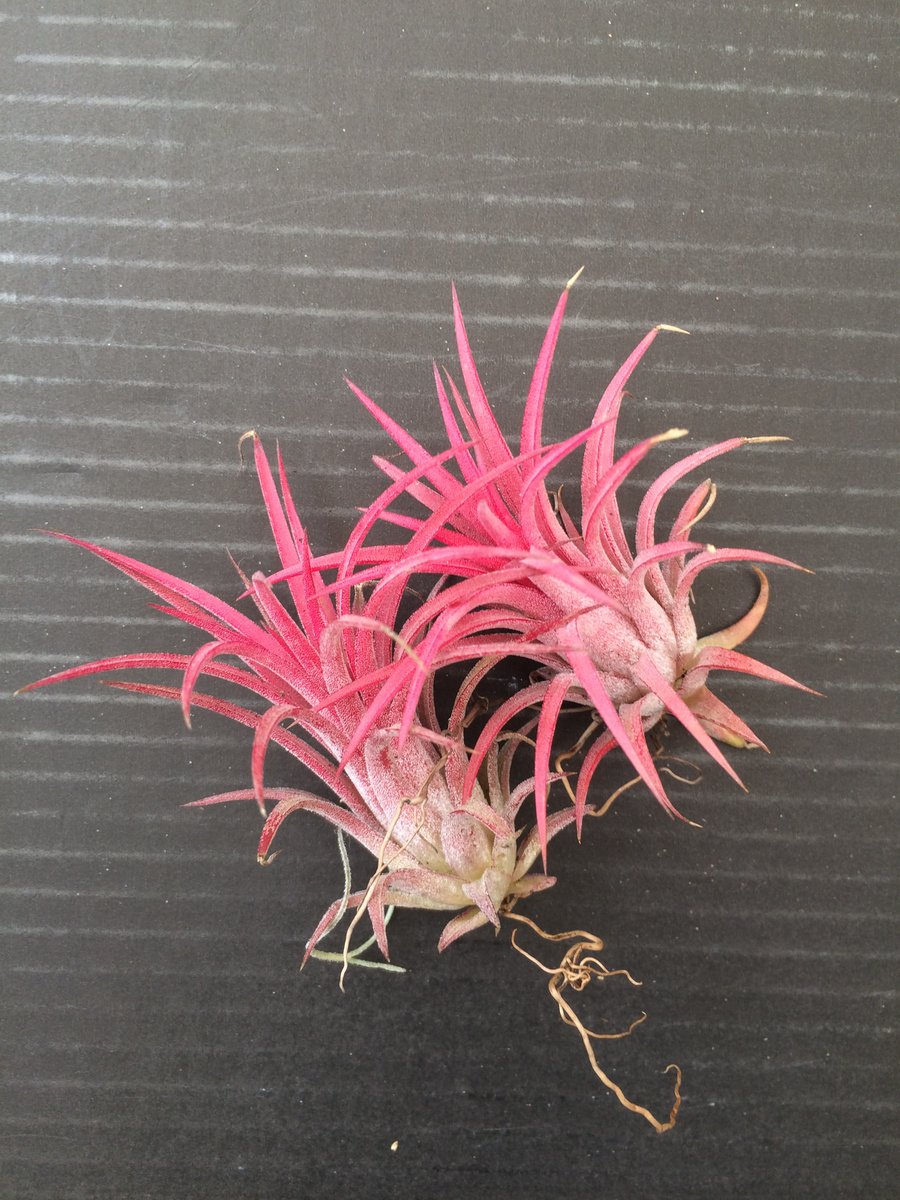 Tillandsia Ionantha Red 