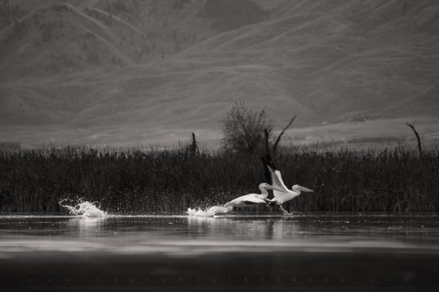 Image of Pelicans In Flight
