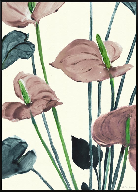 Image of Anthurium Pink -various sizes-prices from