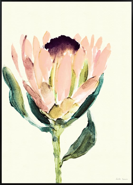 Image of Protea  - various sizes- prices from
