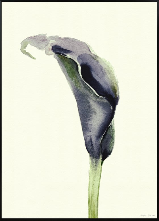 Image of Calla Nero 2 - various sizes-prices from