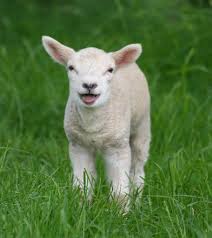 Image of Sponsor a lamb for a week