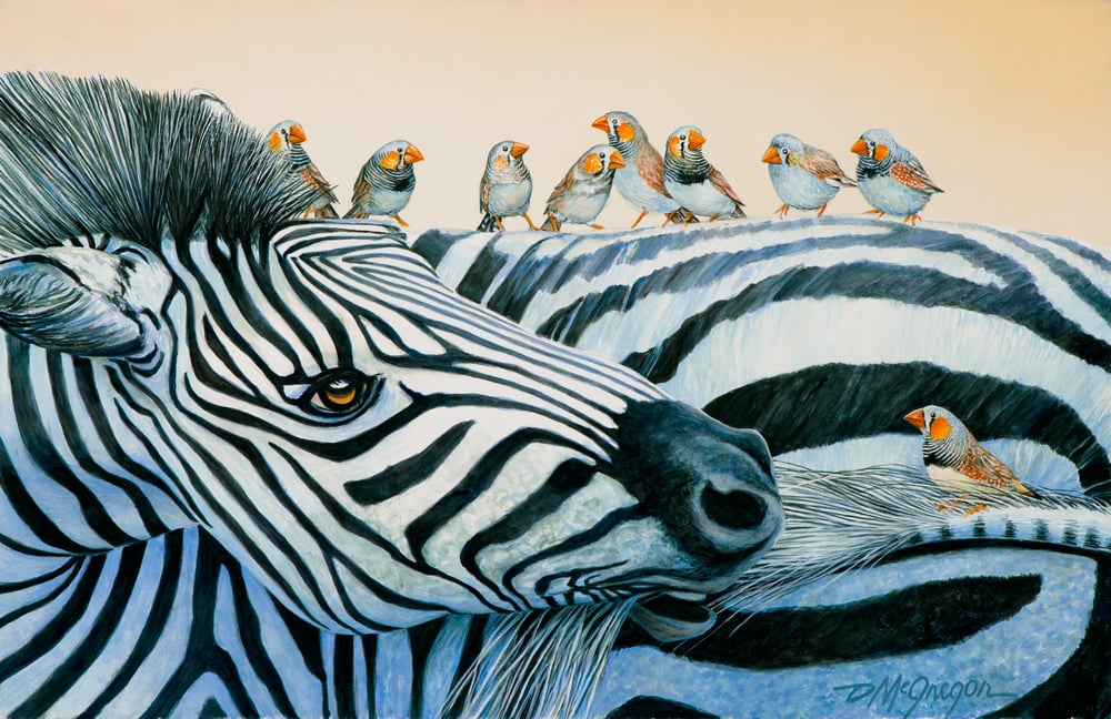 Image of Zebra Finches