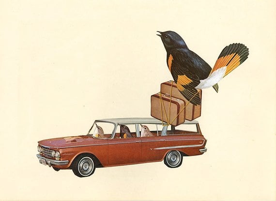 Image of Rambling redstarts with a tail wind. Original collage.