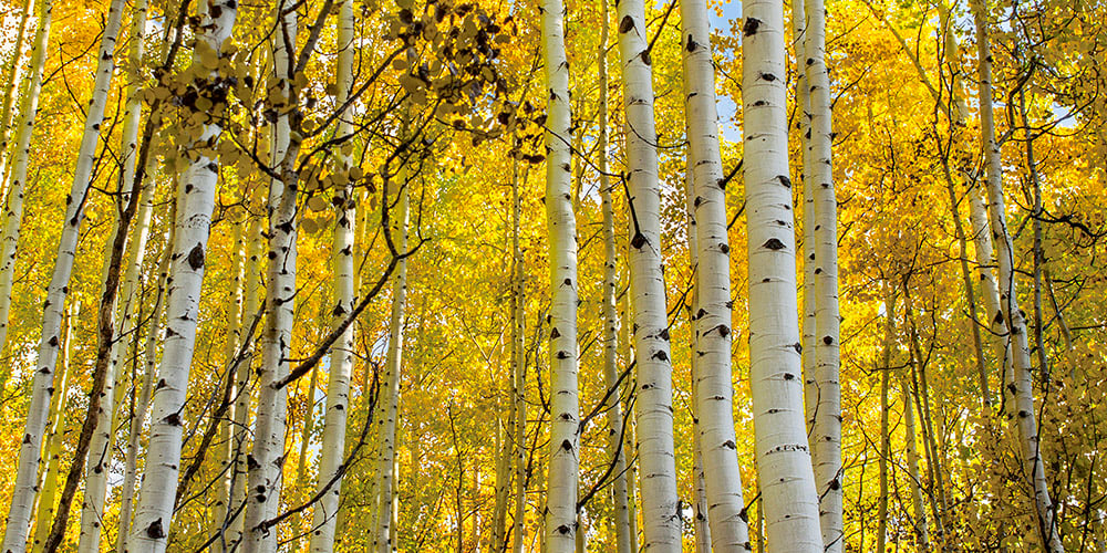 Image of Aspens Glow