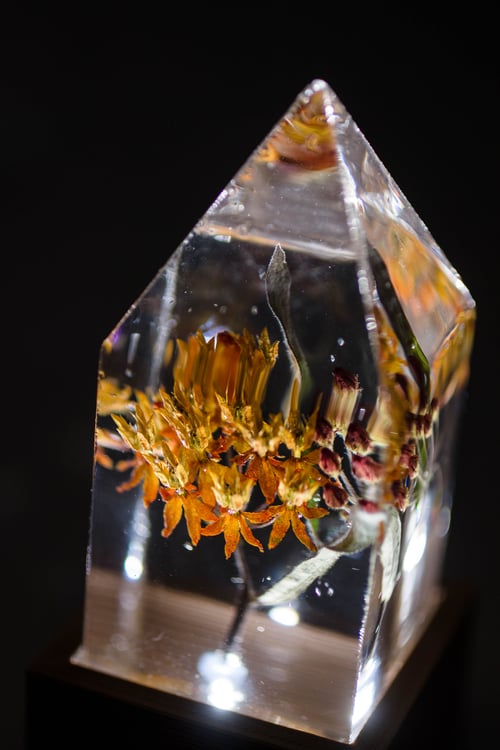 Image of Butterfly Weed (Asclepias tuberosa) - Floral Prism Desk Lamp