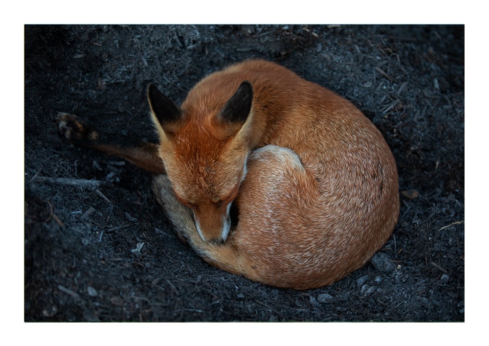 Image of Resting Fox