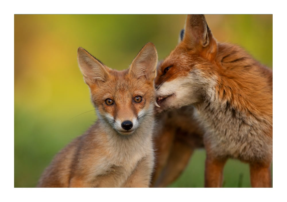 Image of Fox tending to her cub