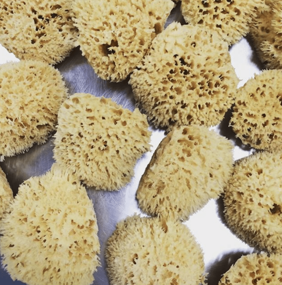 Sea Sponges – SANTO CABO