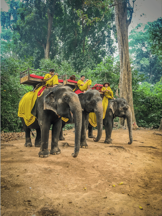 Image of Elephant Trio