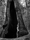 Anna Lisa in Sequoiadendron Giganteum
