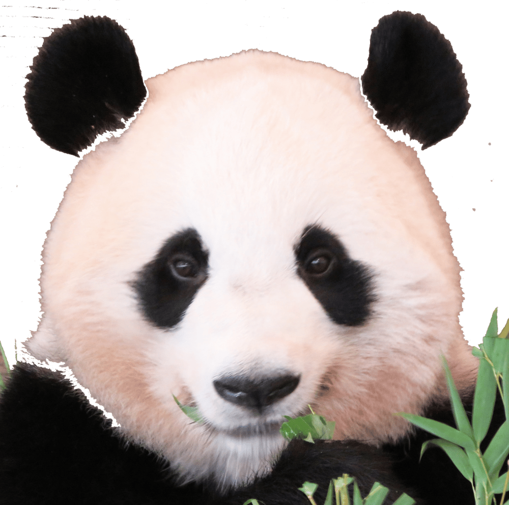 Image of Panda Bamboo "Pandama"