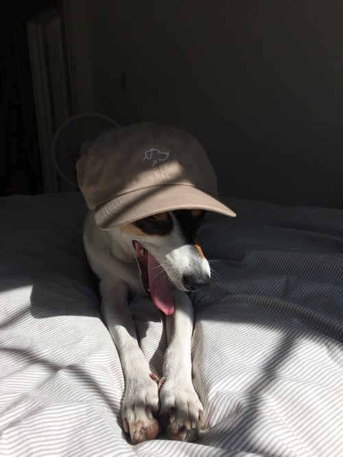 Image of The Dog Cap