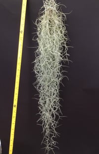 Image 3 of Tillandsia usneoides