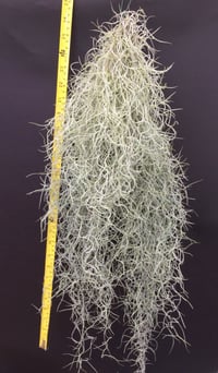 Image 4 of Tillandsia usneoides