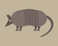 Image 2 of Armadillo, Brown Bear, Opossum Collection