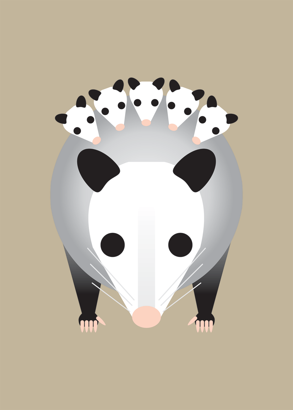 Armadillo, Brown Bear, Opossum, Raccoon Collection