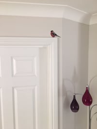 Image 2 of Bully Bullfinch ~ Removable Wall sticker