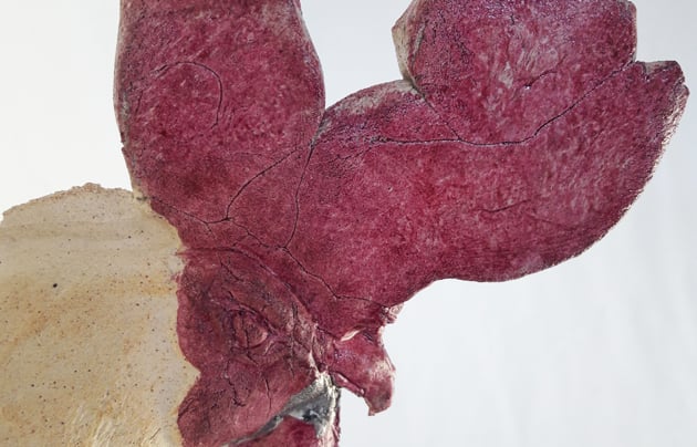 Image of Cock prune