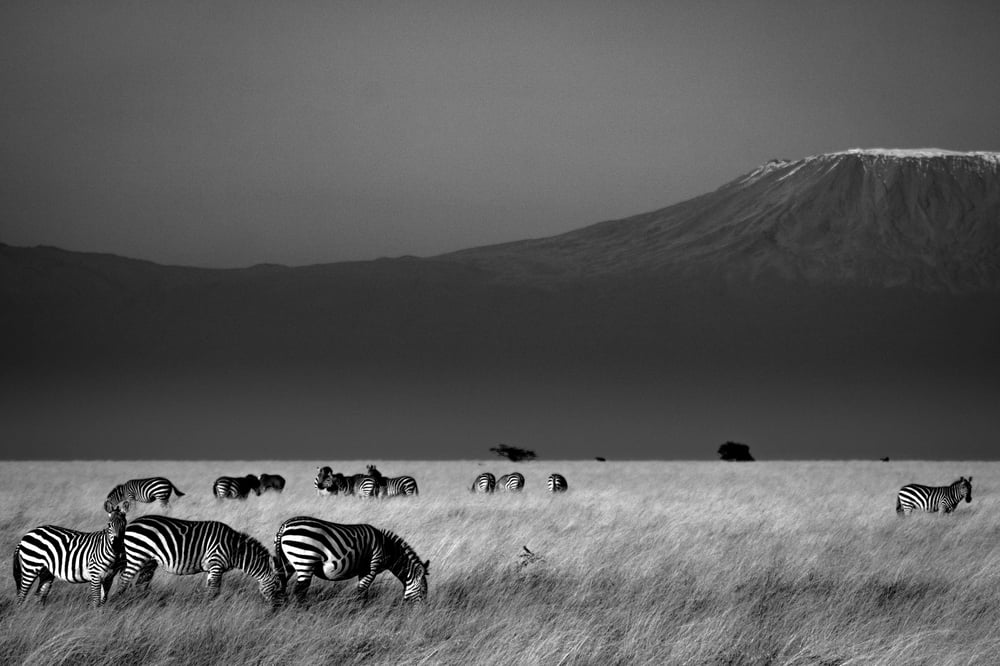 Image of Mount Kilimanjaro Print