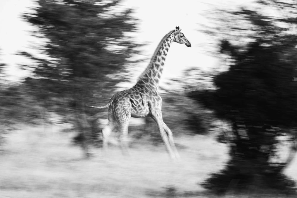 Image of Giraffe Print