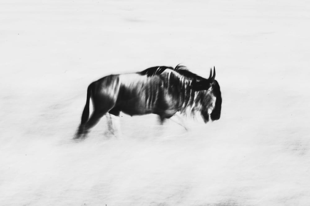 Image of Wildebeest Print