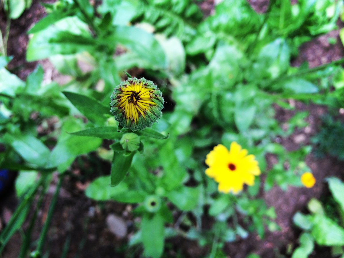 Calendula: Blossoms of the Sun Calendula officinalis — Cambridge Naturals