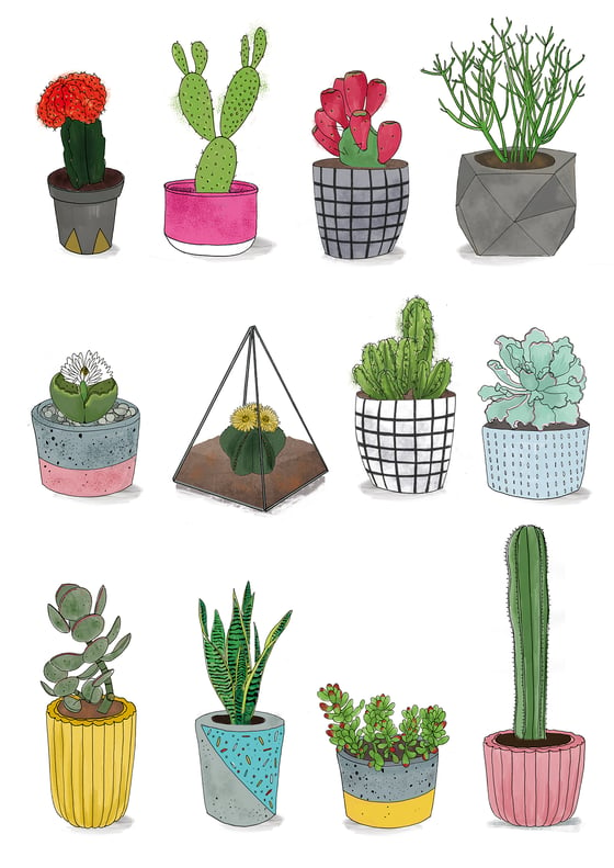 Image of Cacti & Succulents