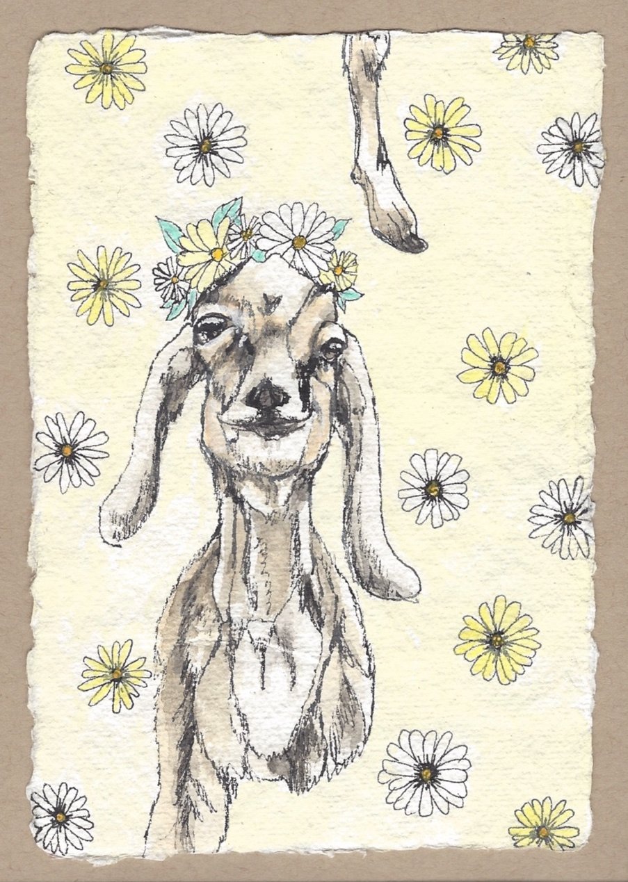 Image of flower kidd