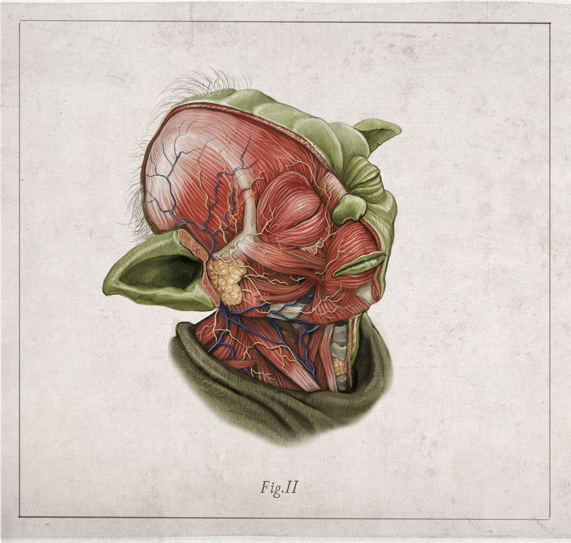 Image of YODA - head anatomy  (limited ed. of 50 Giclèe  wide print on fine art canvas)