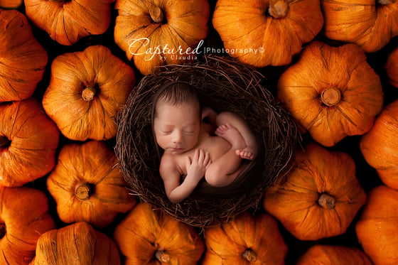 Image of Pumpkin Patch Digital Backdrop