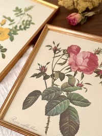 Image 2 of Cadres botaniques
